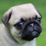Pugs are the meaning of life. Profile Avatar